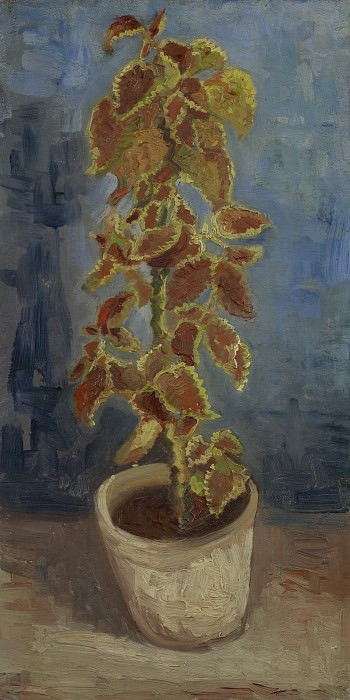 Колеус в цветочном горшке картина