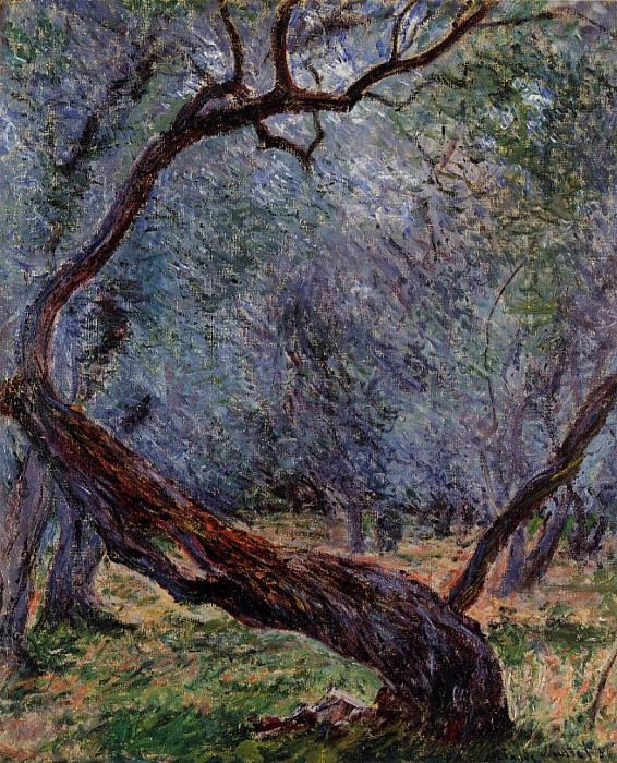 Оливковые деревья (этюд) картина