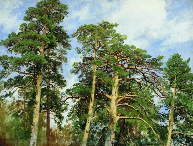 Верхушки сосен. Этюд 1890-е 40. 7х53 картина