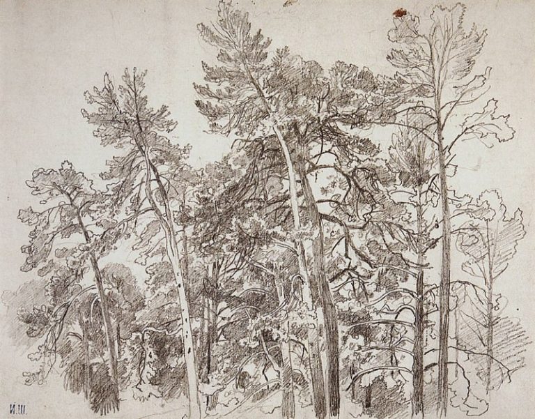 Верхушки сосен. 1890-е 32х41 картина