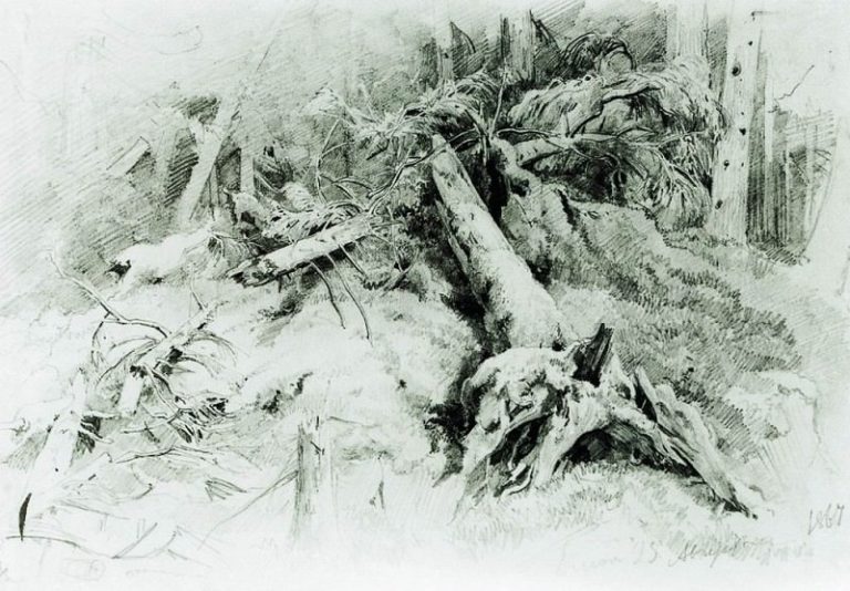 Бурелом 1867 Бумага. граф. карандаш картина