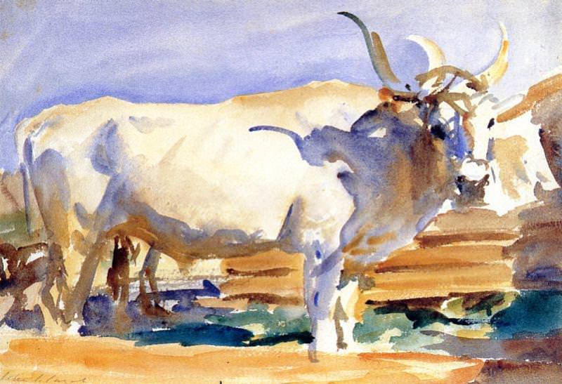 Белый бык в Сиене картина