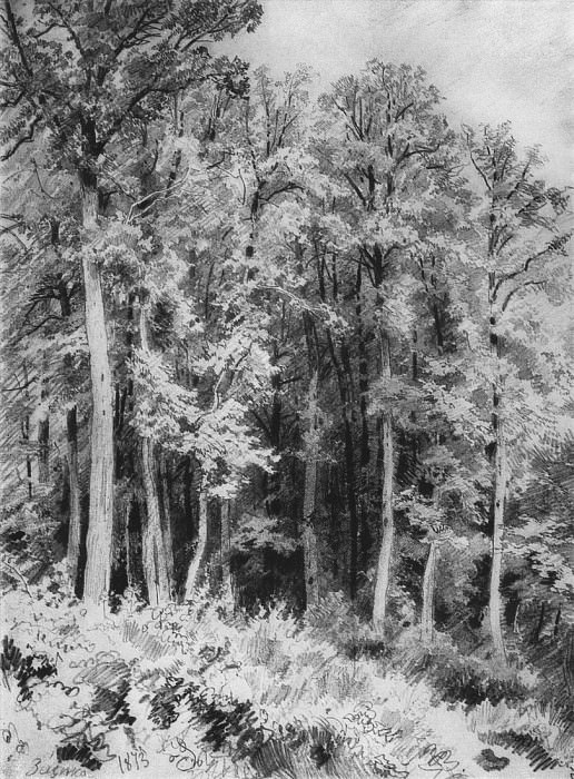 Деревья. Козловка-Засека. 1873 31х22 картина