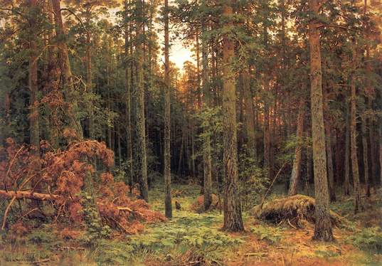 Сосновый лес1885 картина