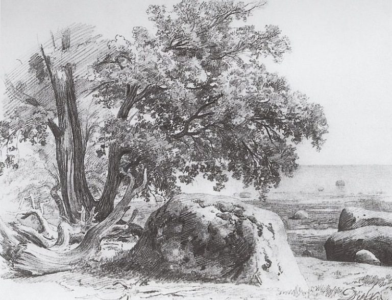 Дуб на берегу Финского залива. 1857 23х30 картина