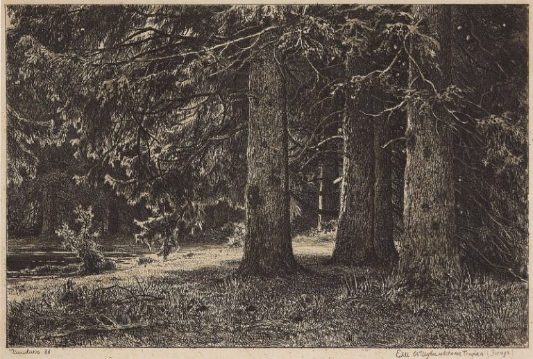 Ели (Ели в Шуваловском парке). 1886 23х33 картина