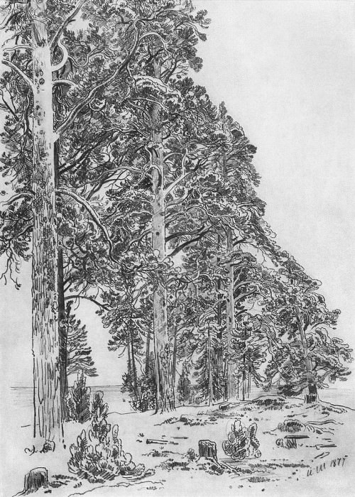 Сосны на взморье 1877 58, 4х41 картина