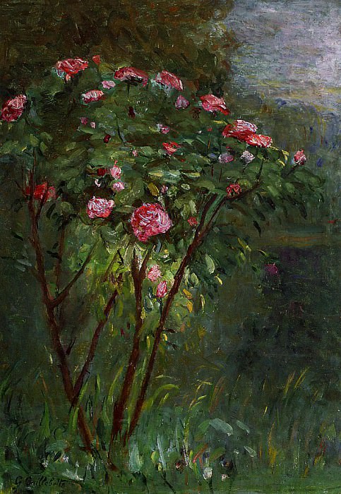 Куст роз в цветке картина