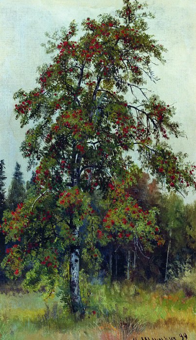 Рябина 1892 58х33. 3 картина