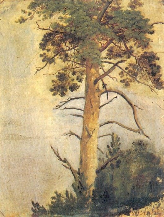 Сосна на скале. 1855 39х31 картина