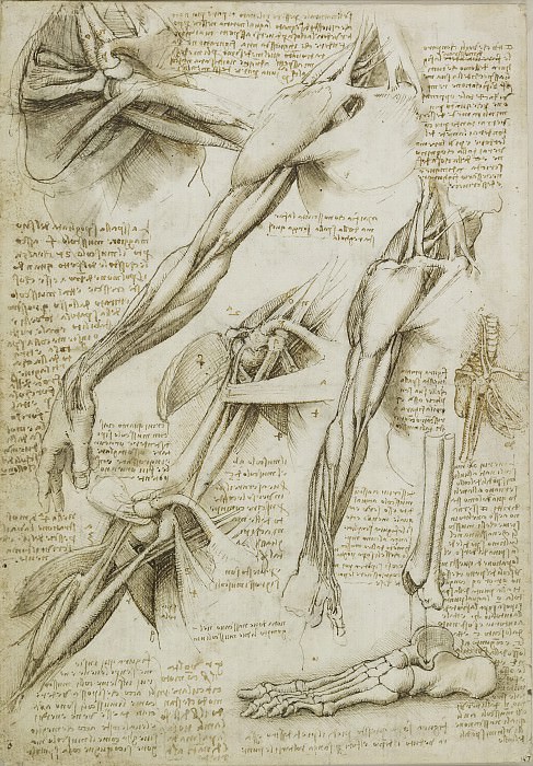 Мышцы плеч, рук и кости ноги картина