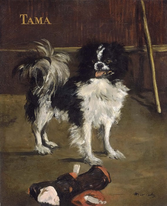 Тама, японская собака картина