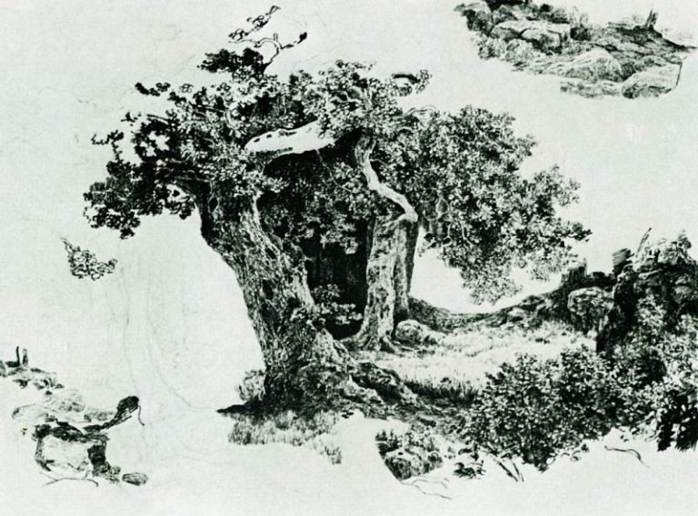 Группа лиственных деревьев и камни. Набросок 24х32 картина
