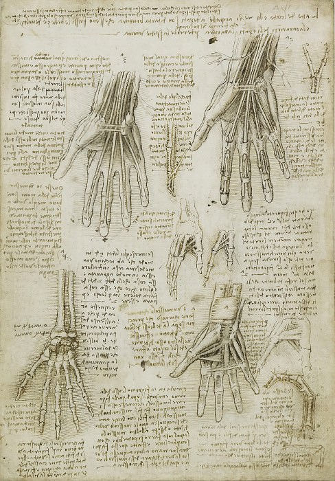 Кости, мышцы и сухожилия рук картина