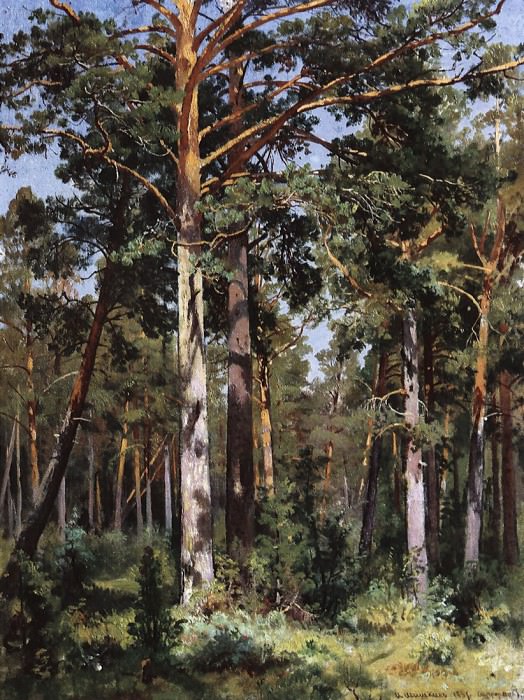 Бор в Сестрорецке. 1887 57х43 картина