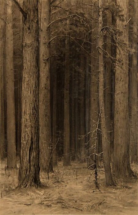 Паутина в лесу 1880-е 44х30 картина