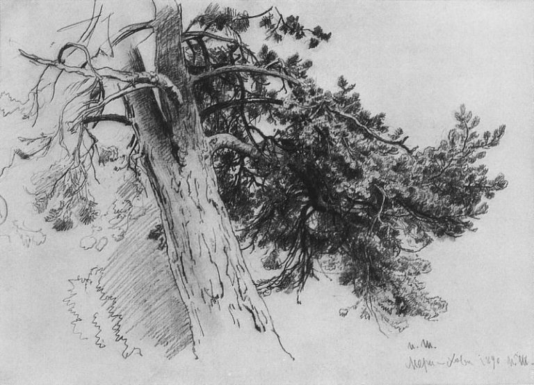 Часть ствола сосны. Мери-Хови 1890 33х48 картина