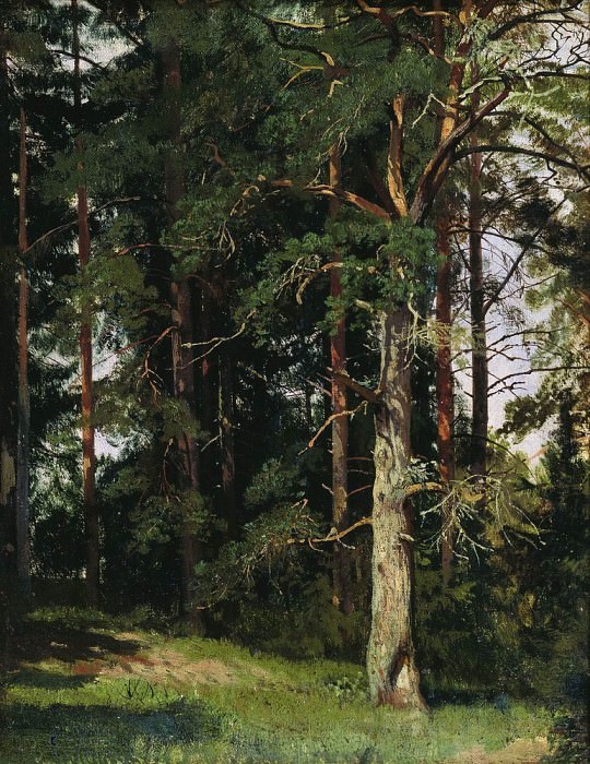 Лес 1880-е 38х30 картина