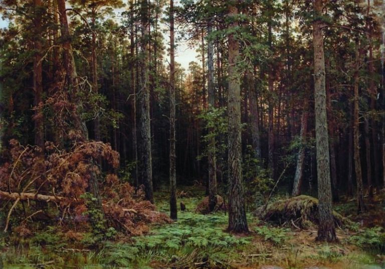 Сосновый лес 1885 113х161 картина