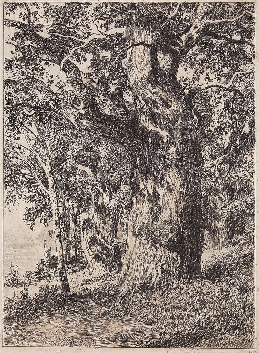 Старый дуб. 1897 22х16 картина