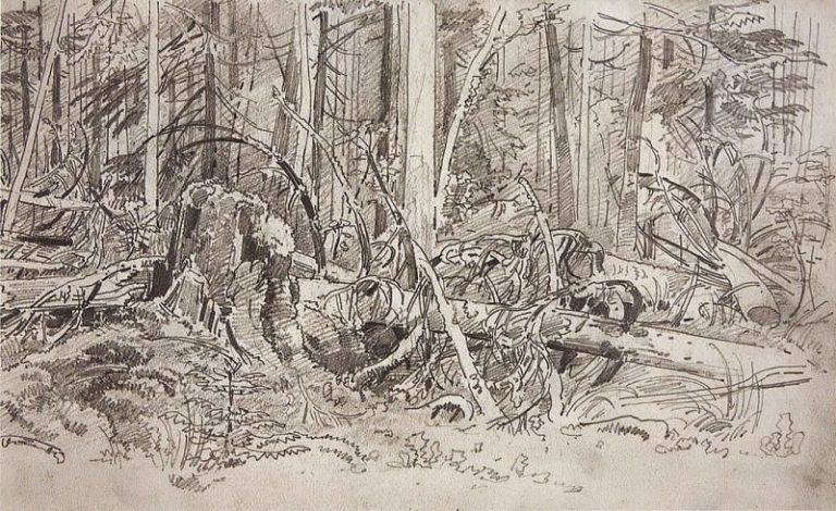 Лесной завал. Вторая половина 1870-х 19х31 картина