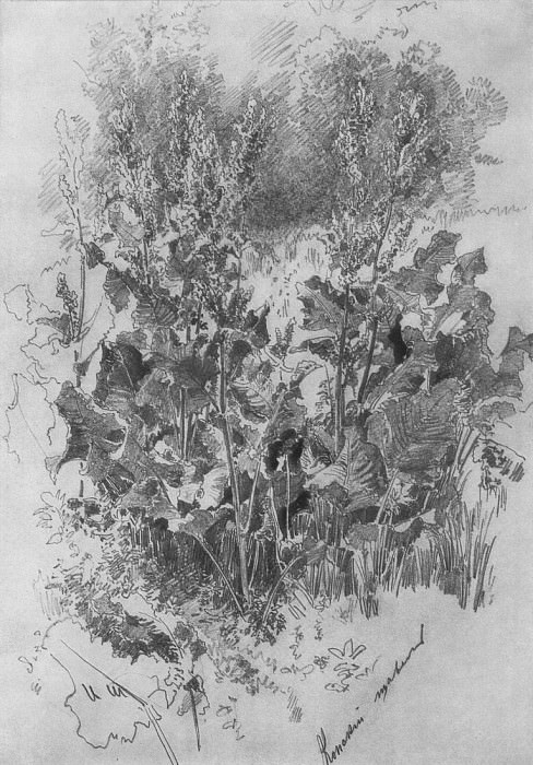 Конский щавель. 1870-е 32, 4х22 картина