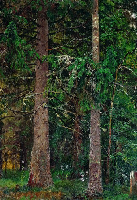 Еловый лес. Этюд 1889-1890 55х40 картина