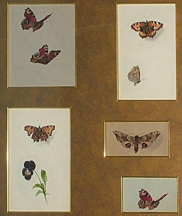 -Бабочки. 5 акварелей. 1912 картина