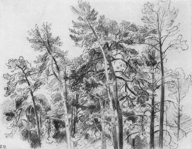 Вершины сосен 1890-е 32. 7х41. 8 картина