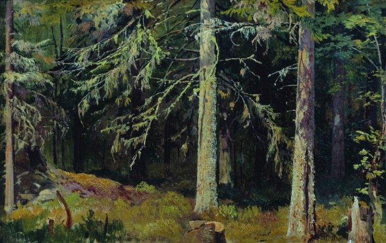 Еловый лес 1890 36х59 картина