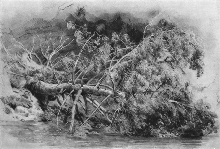 Упавшее дерево. Сиверская 1879 29х43 картина