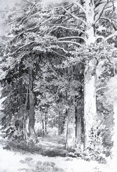 Сосновый лес 1889 48х32. 8 картина