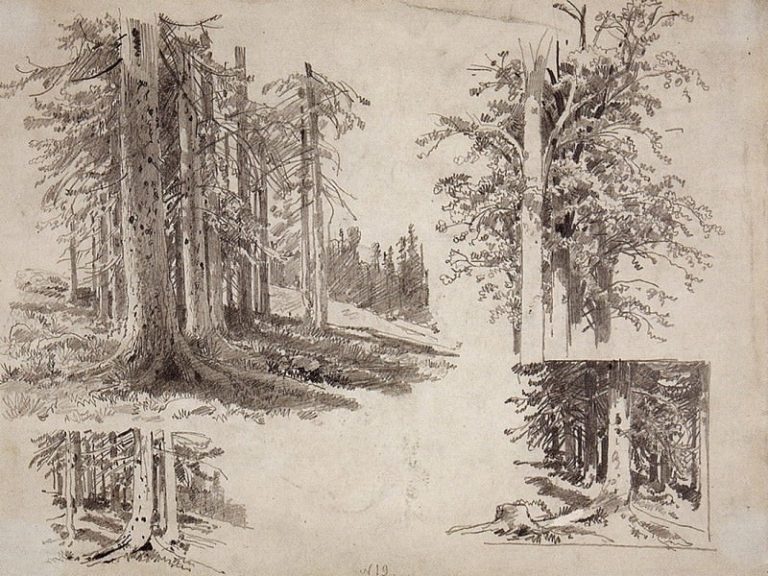 Этюды деревьев. 1880-е 24х32 картина