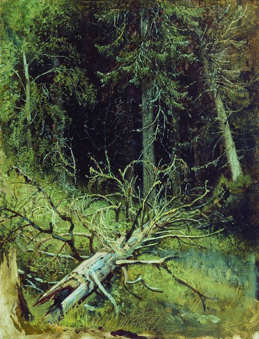 В еловом лесу 1870-е 34х27 картина