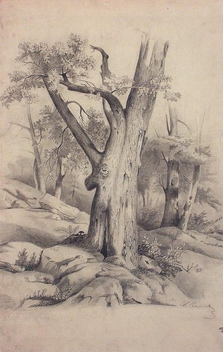 Дуб. 1850-е картина
