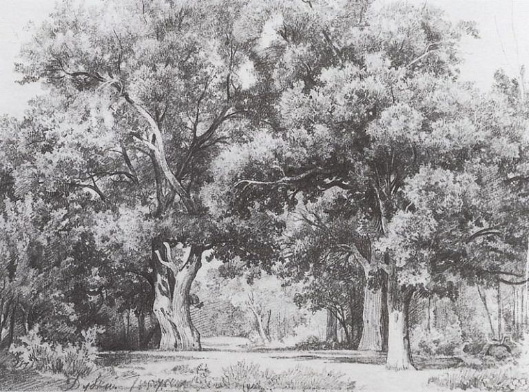 Дубки. 1857 25. 4х33 картина