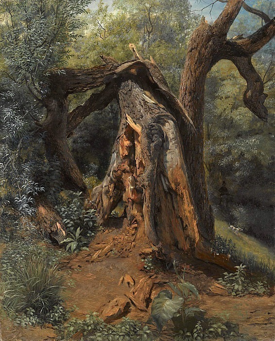 Старое дерево картина